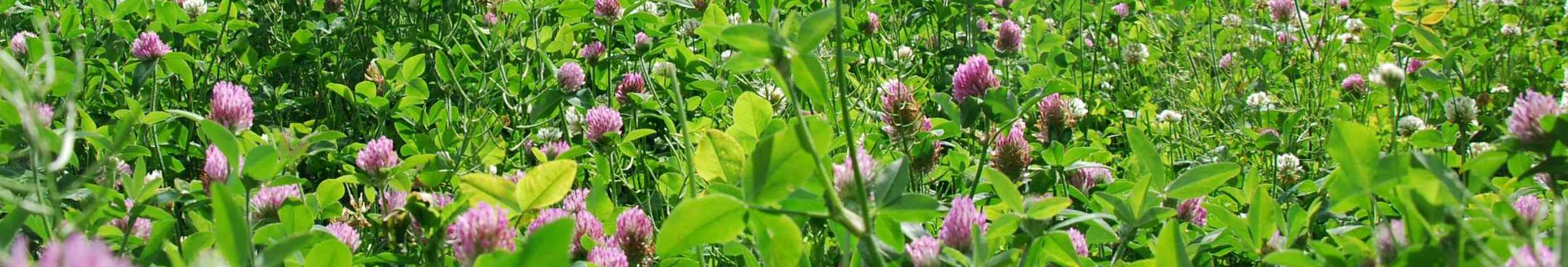 Cover Crops cover image