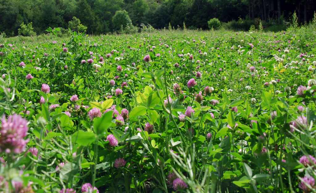 Cover Crops