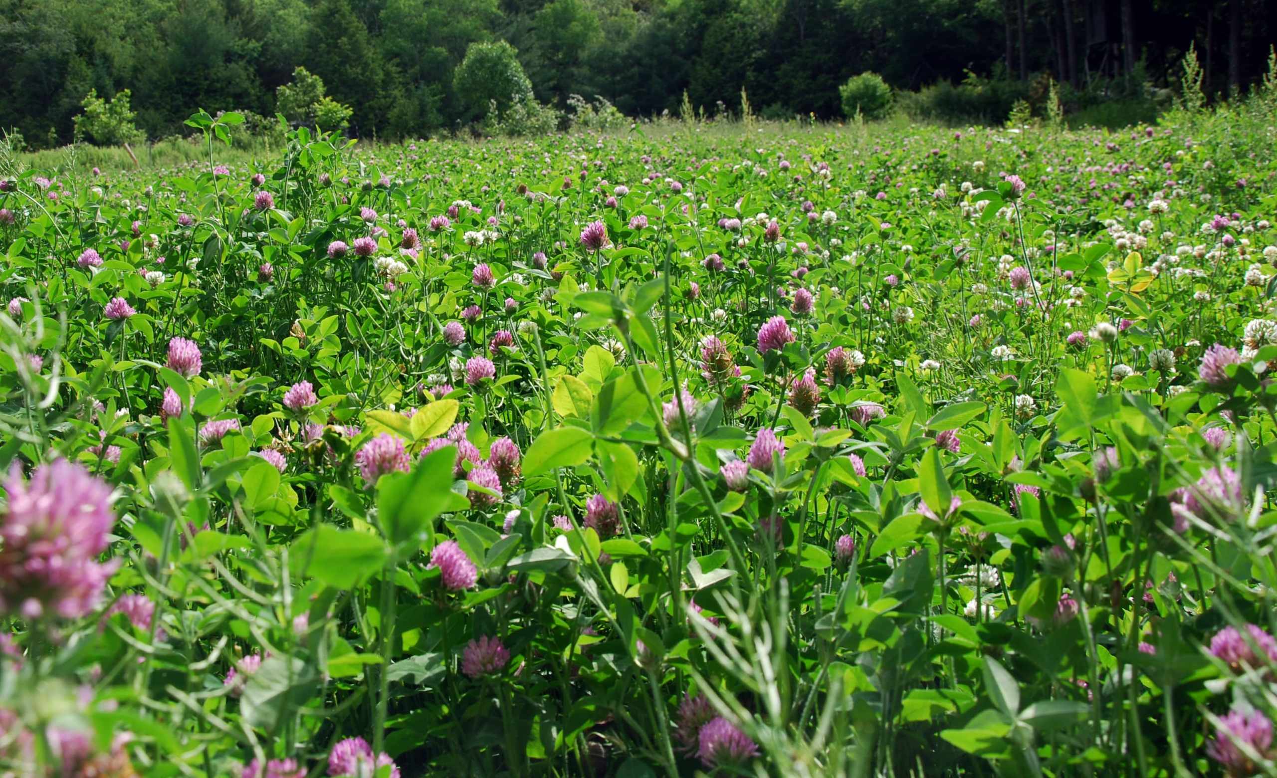 Cover Crops