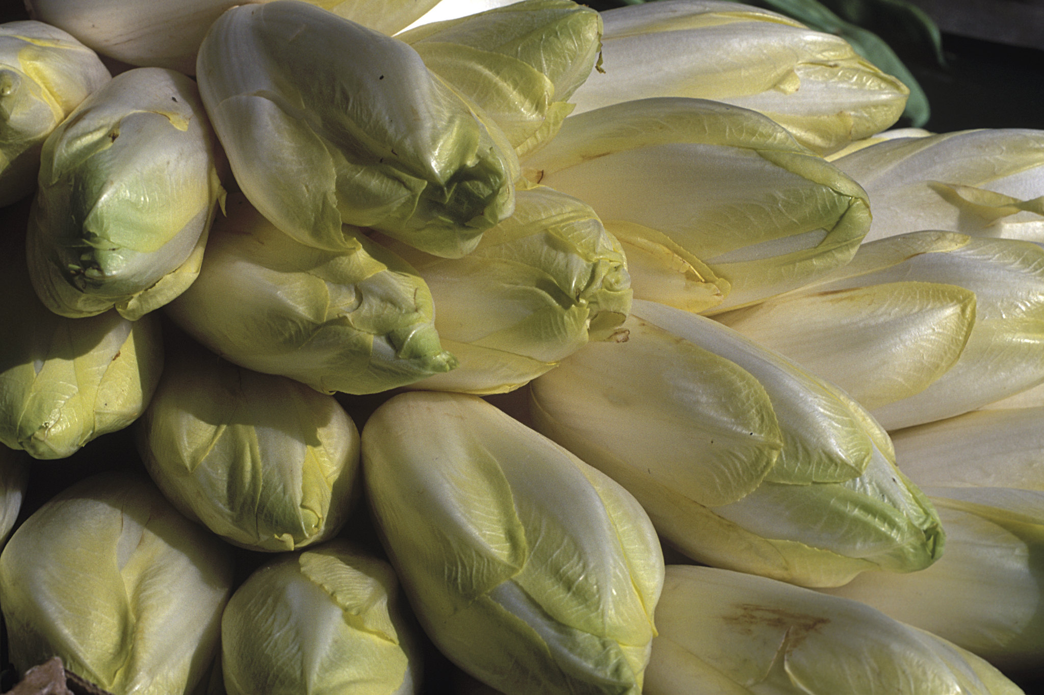 Stack of Endives