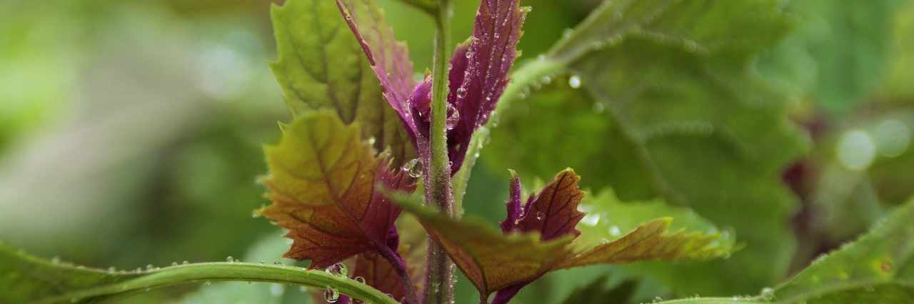 Goosefoots cover image