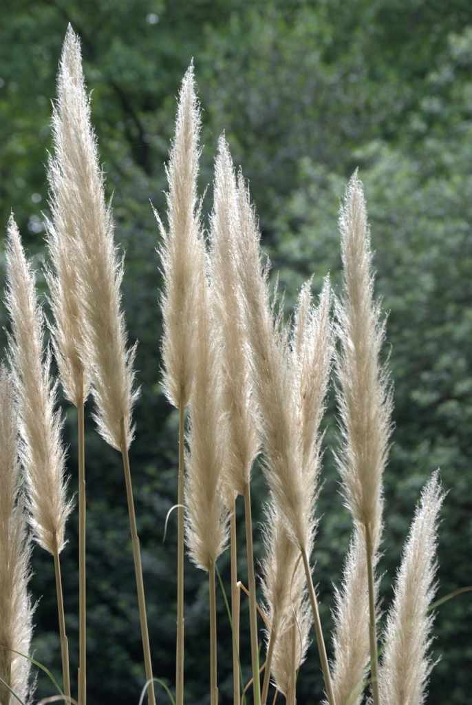 Grasses
