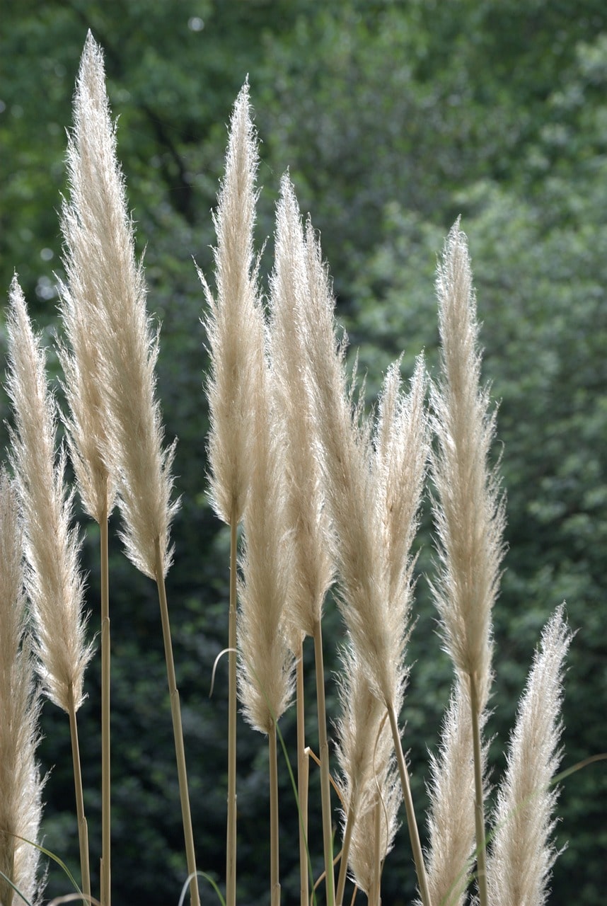 Grasses