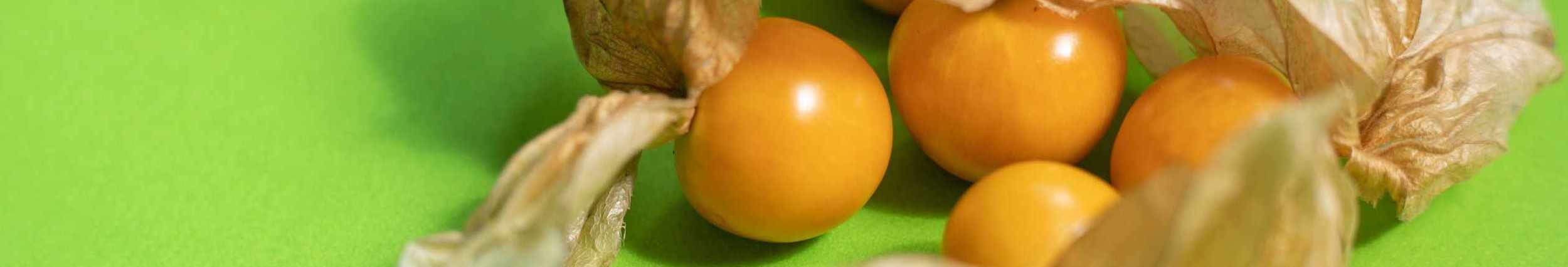 Ground Cherry cover image