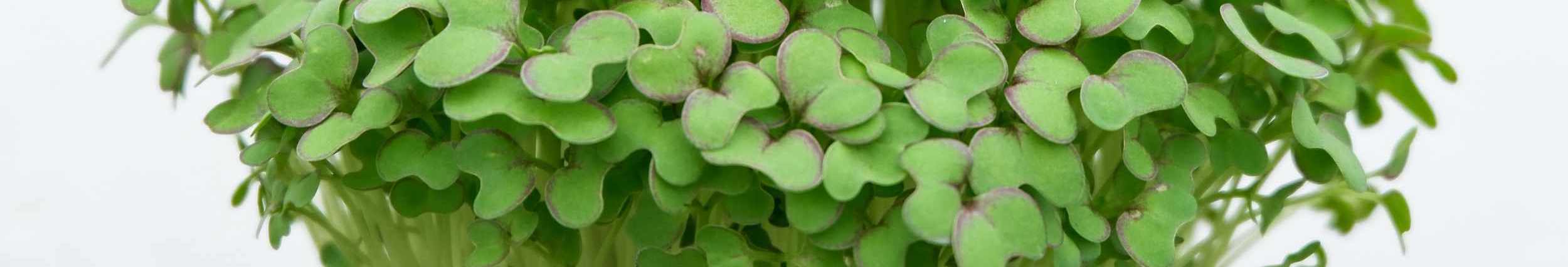 Microgreens cover image