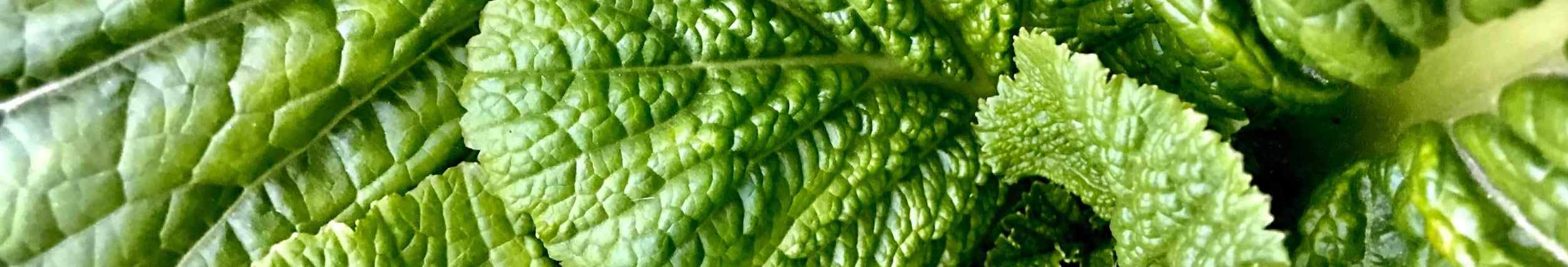 Mustard Greens cover image