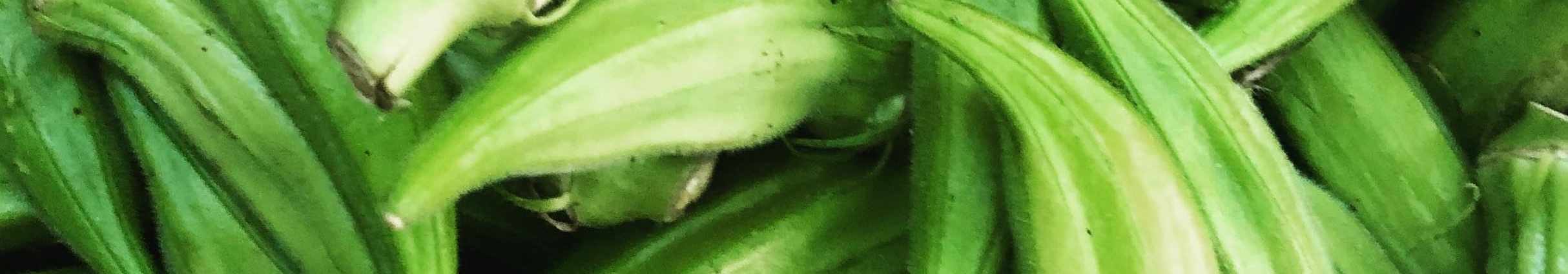 Okra cover image