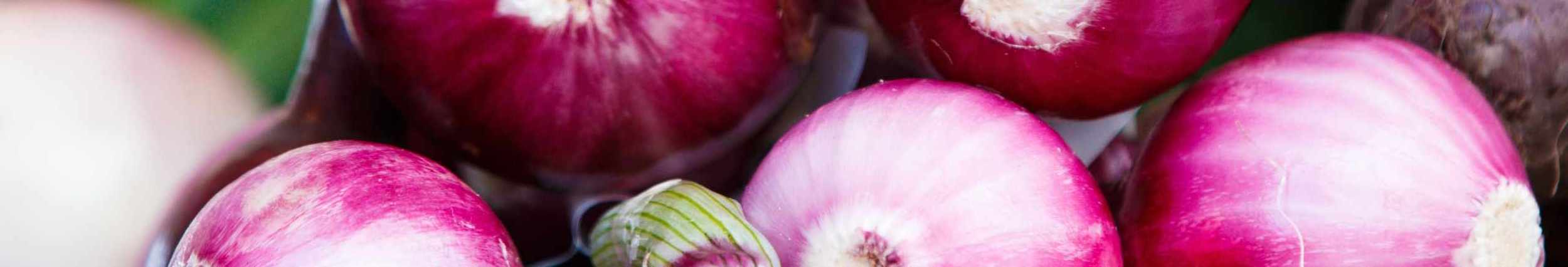 Onion cover image