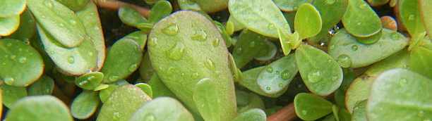 Purslane cover image