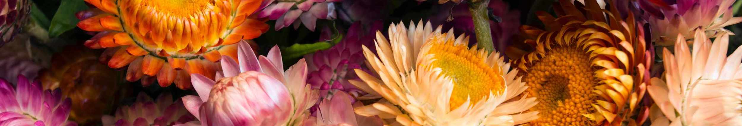 Annual Flowers cover image