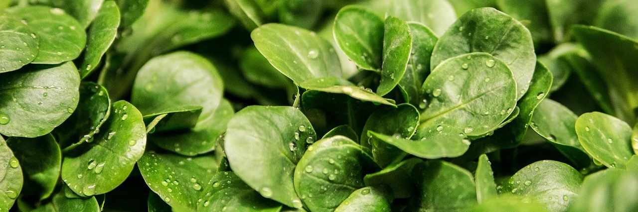 Corn Salad Cover Image