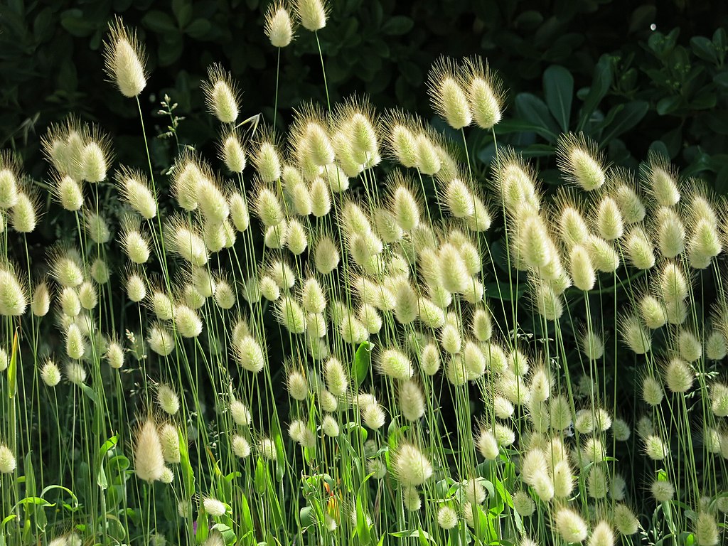 Ornamental grass in the wind