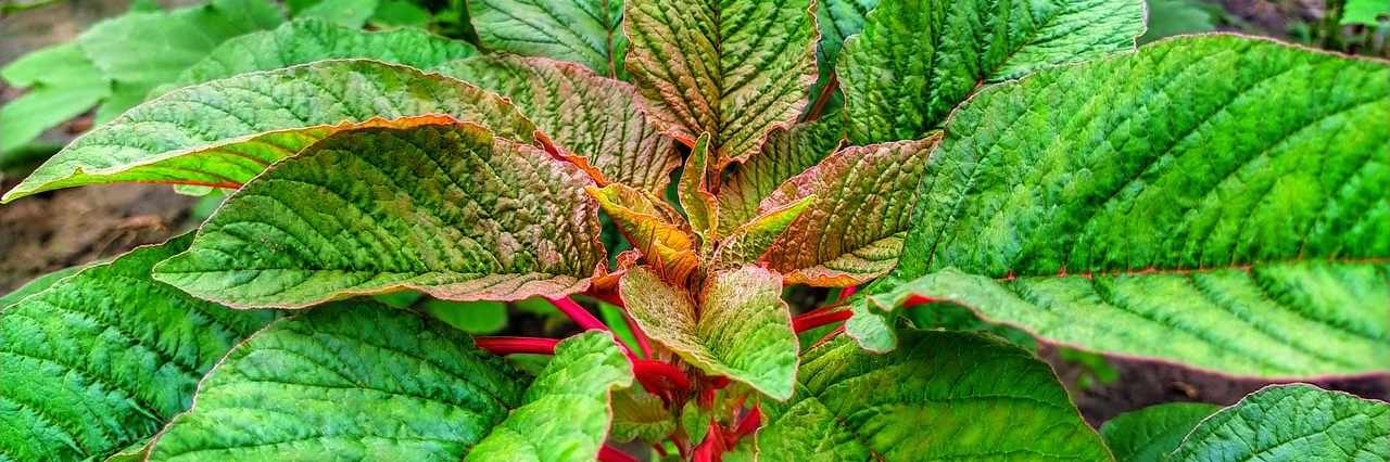 Vegetable Amaranth Cover Image