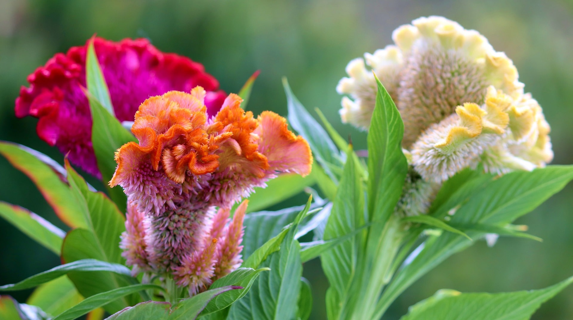 Cockscomb flowers