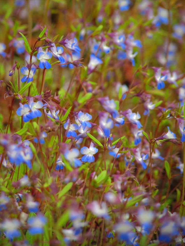 Collinsia