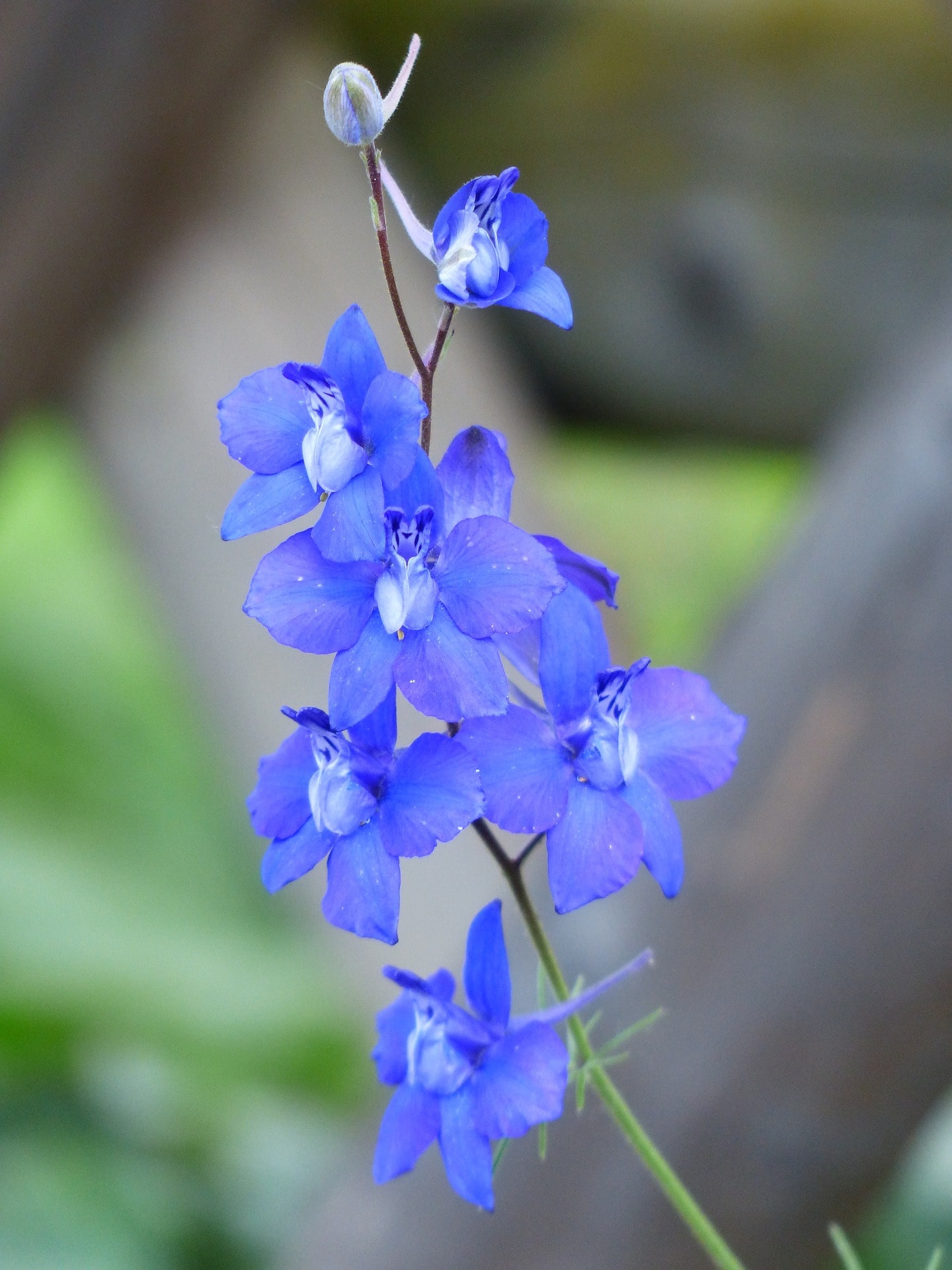 Consolida flowers