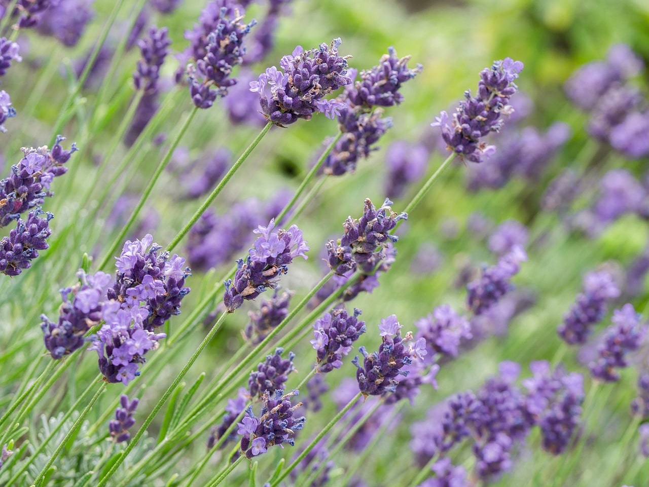 Image of Lavender