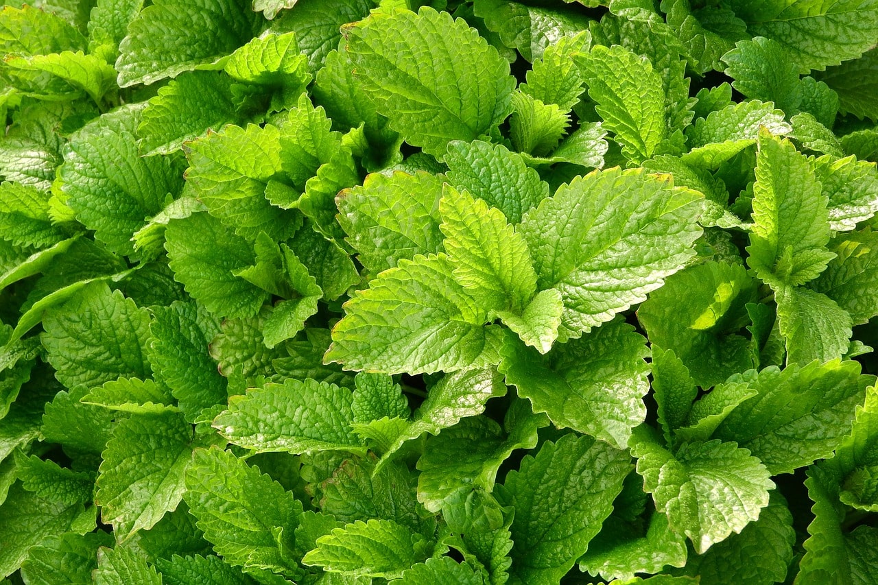 Image of Lemon Balm