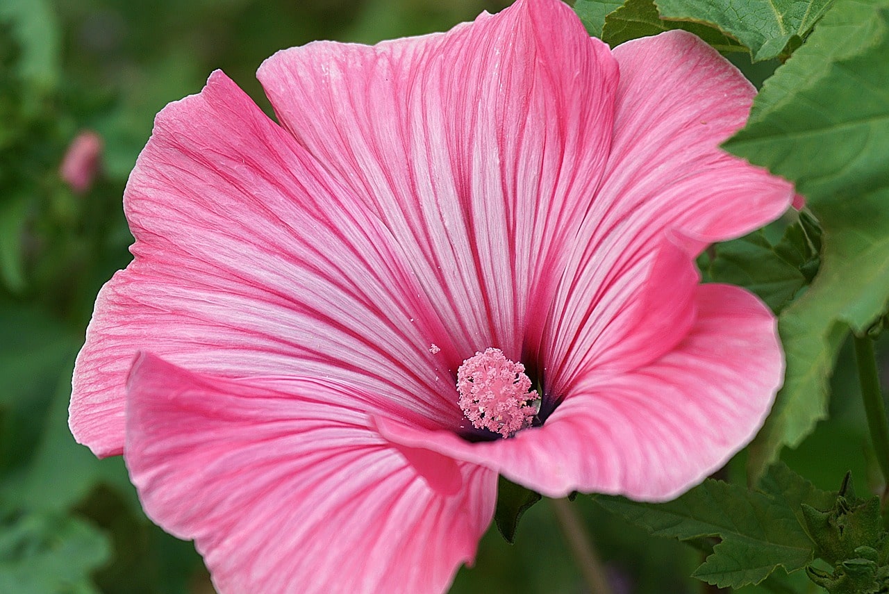 Malope flower