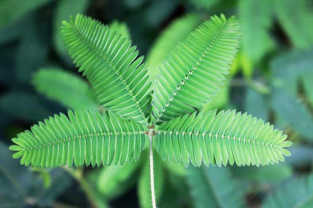 Mimosa