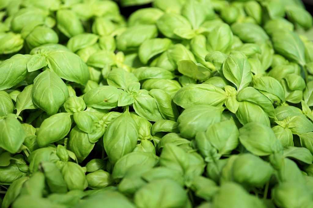Basil