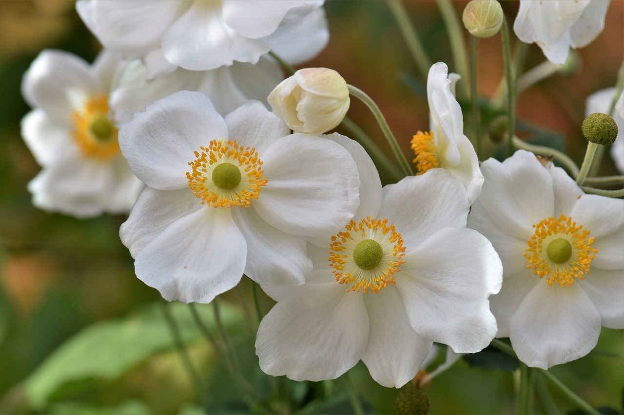 Anemone flowers