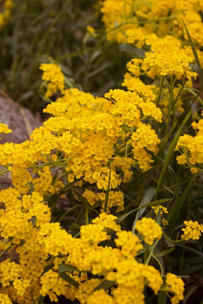 Basket of Gold