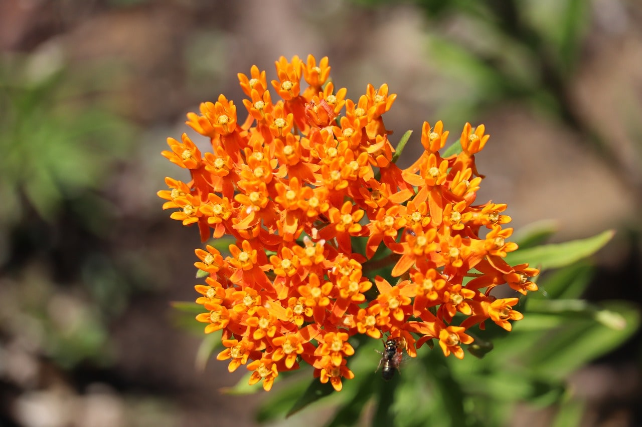 Butterfly Weed Flowers