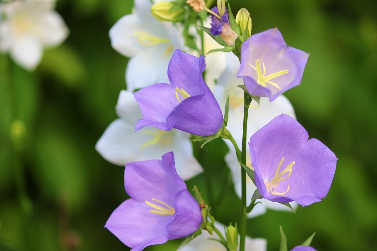 Campanula Flowers