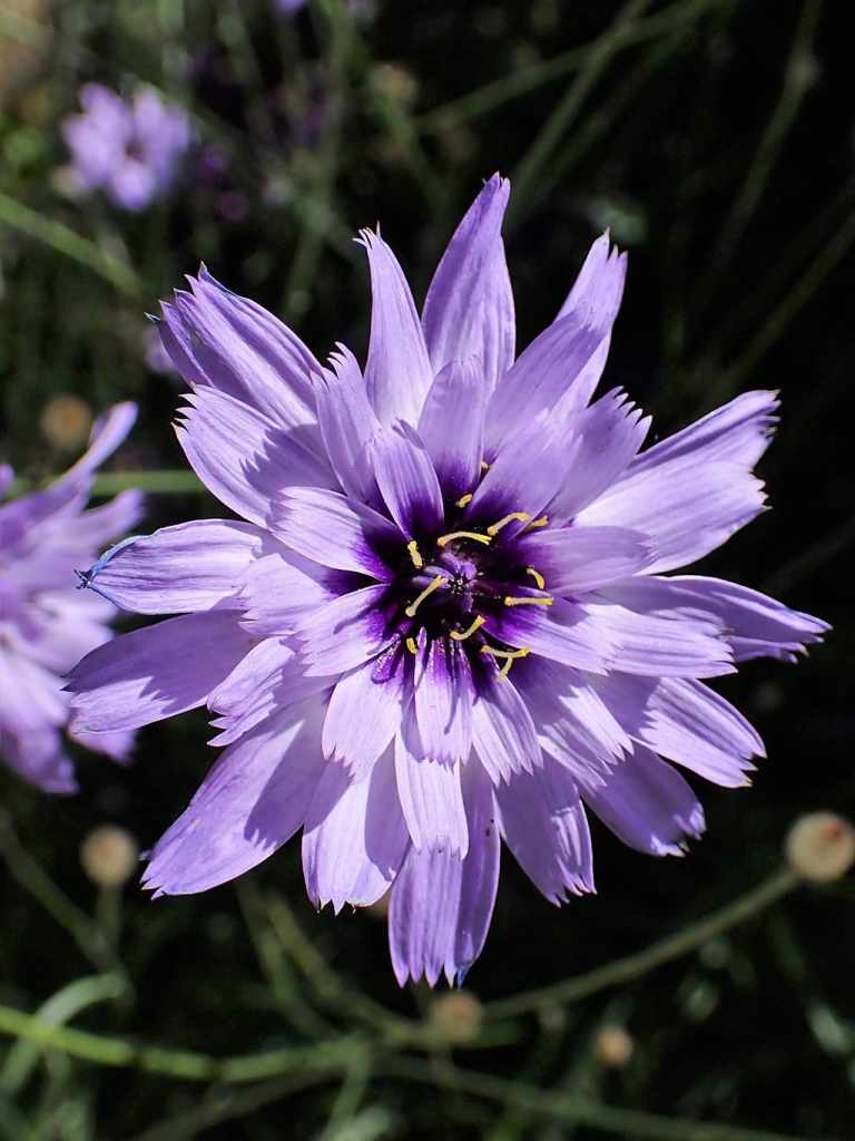 Catananche
