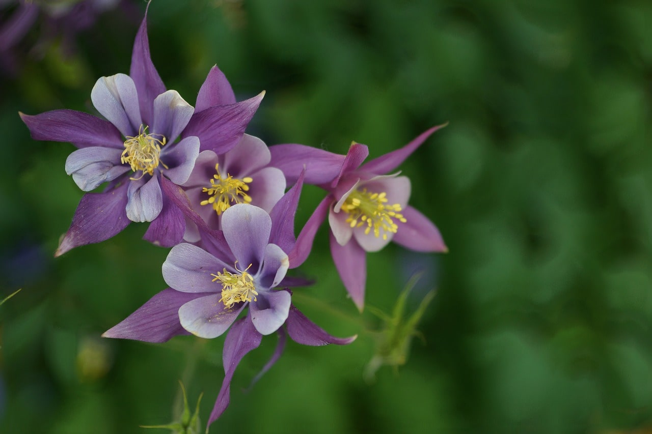 Columbine flowers