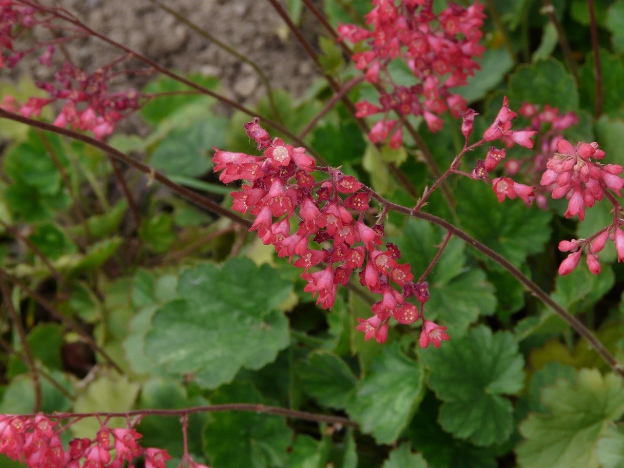 Coral Bells