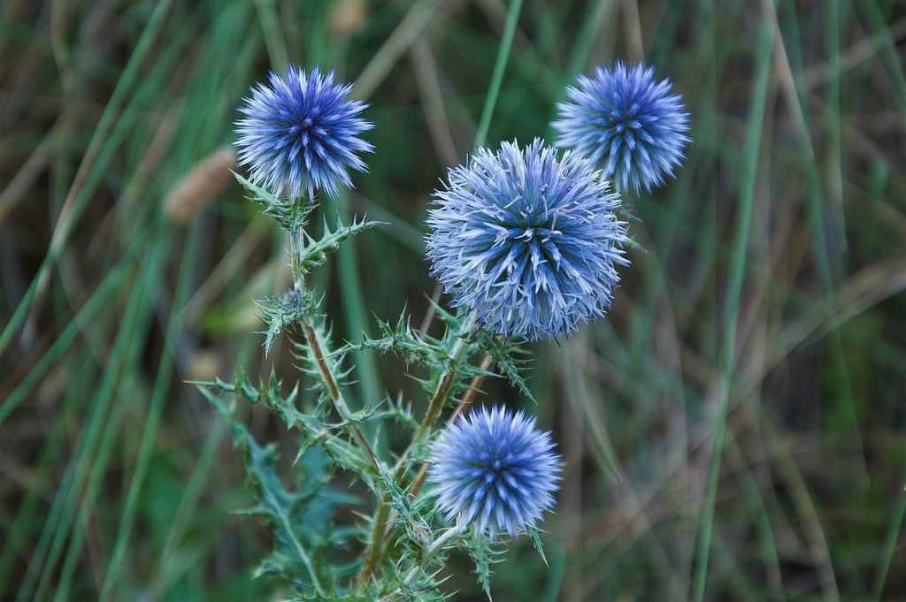 Globe Thistle
