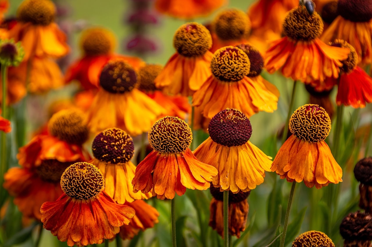 Helenium flowers