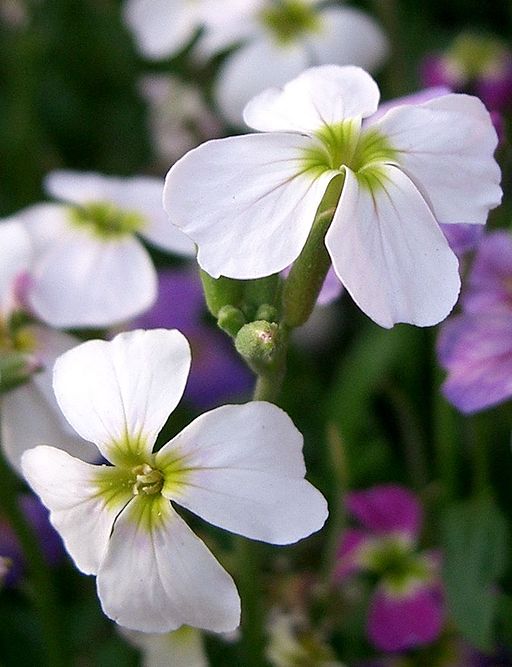 Malcolmia