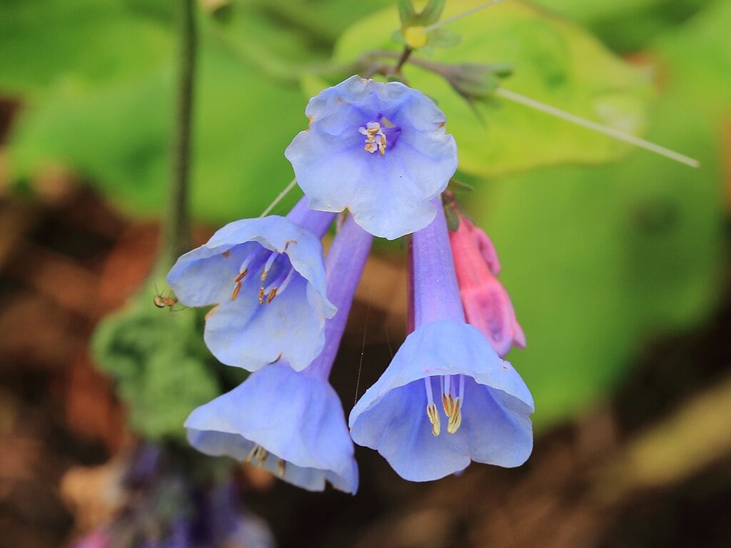 Mertensia