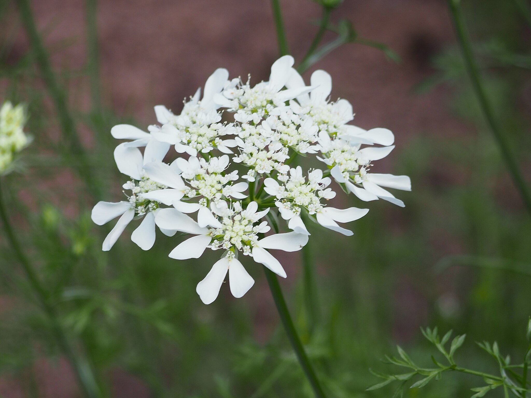 Orlaya flowers