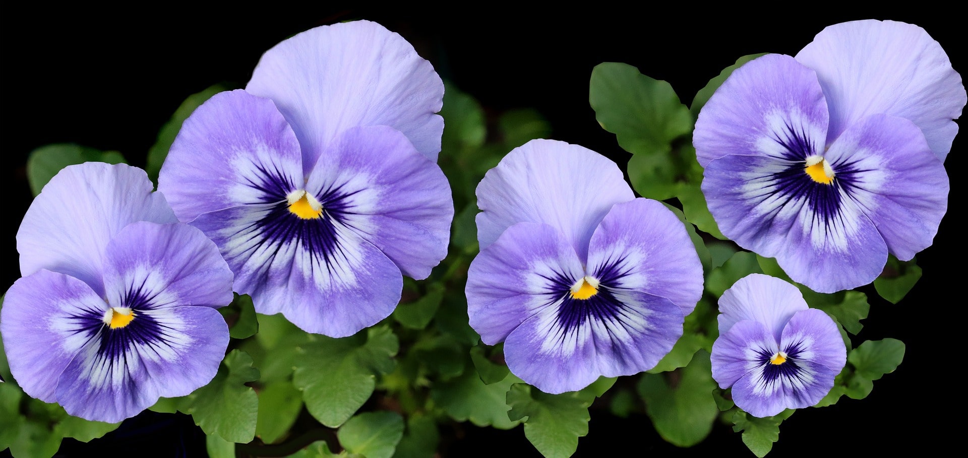 Pansy flowers