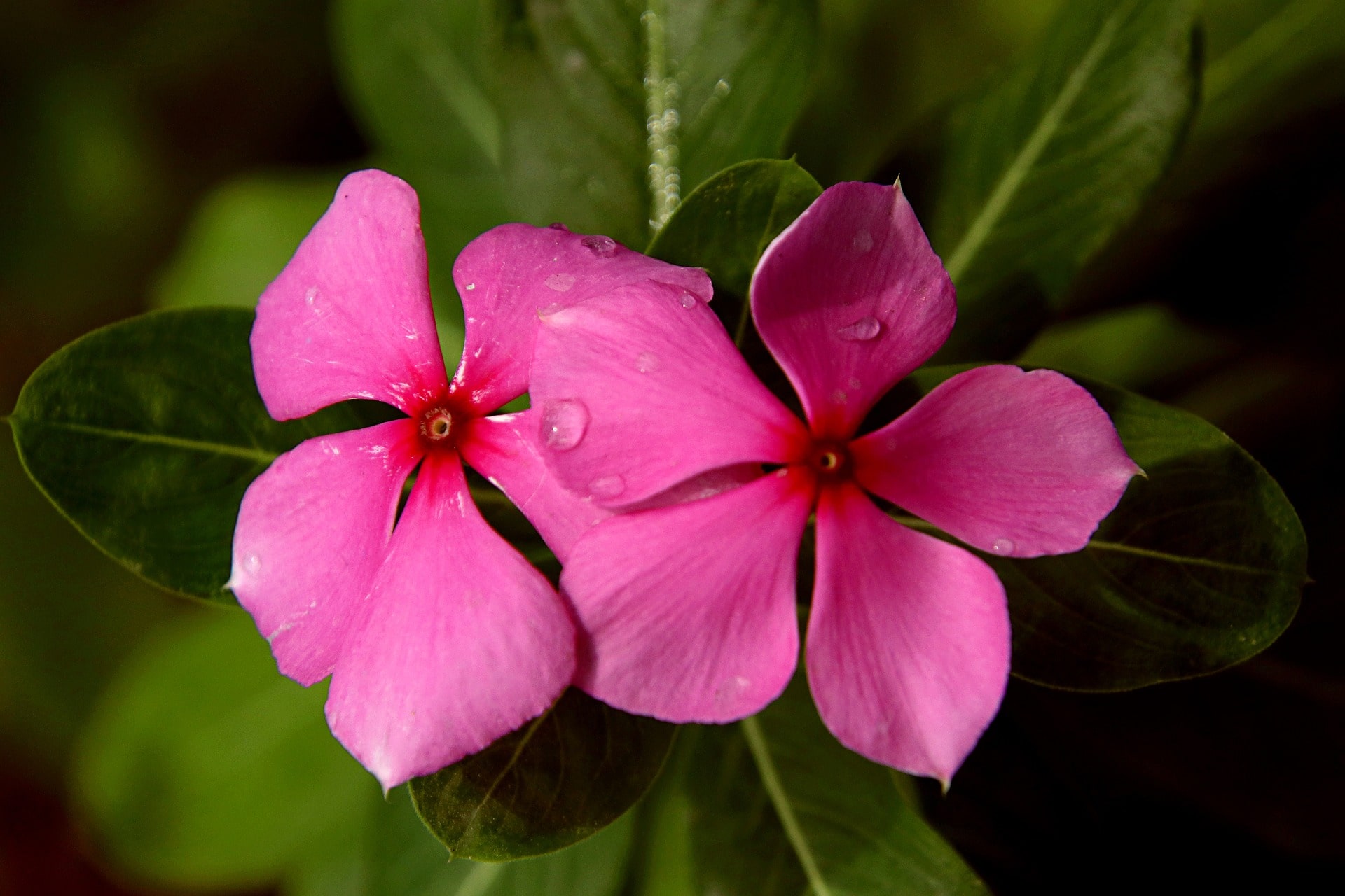 Periwinkle flowers