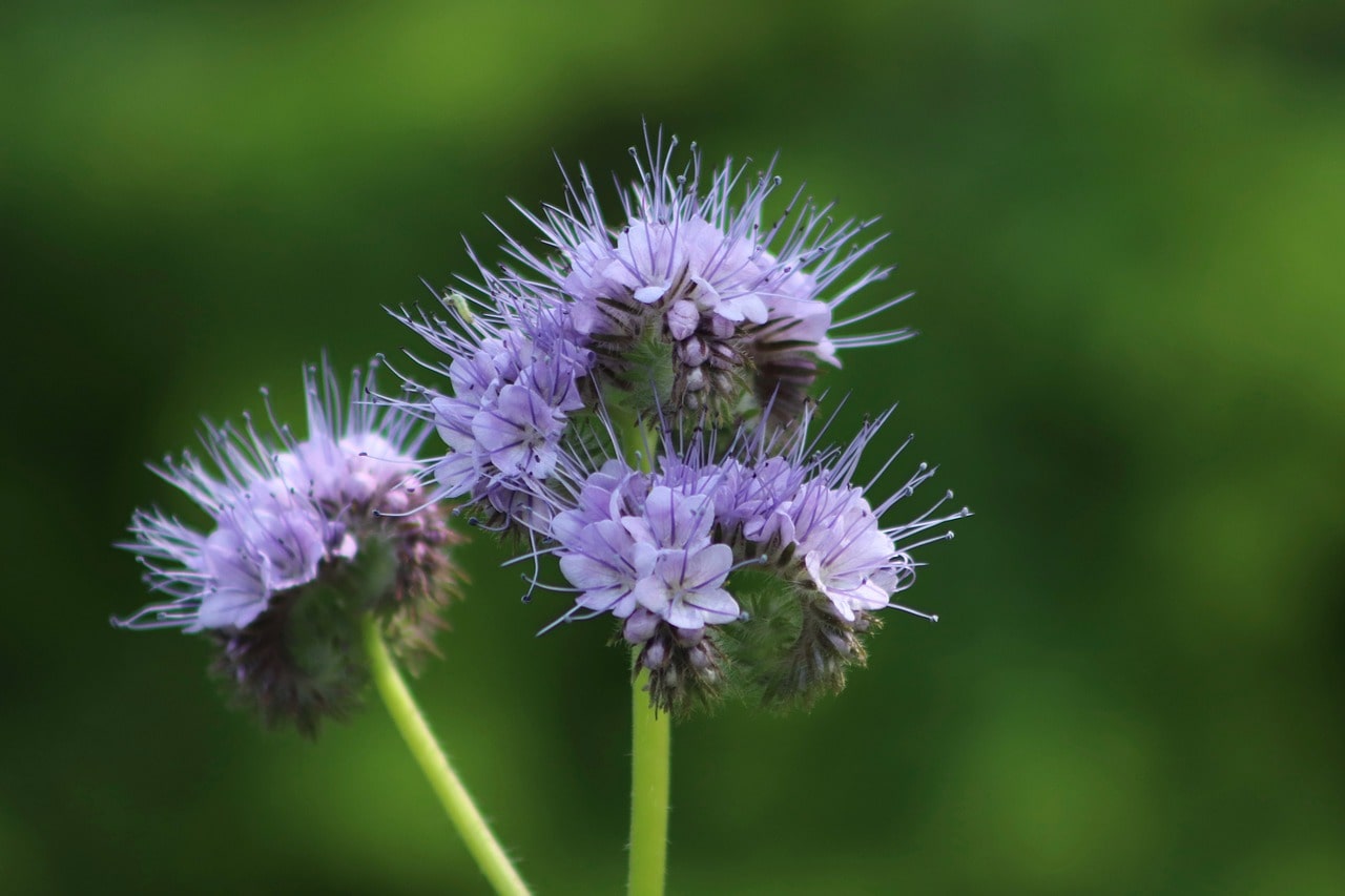 Purple Tansy flowers