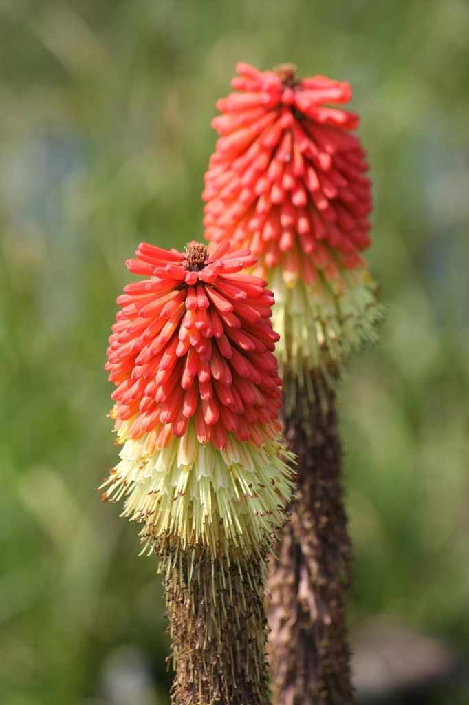 Red Hot Poker