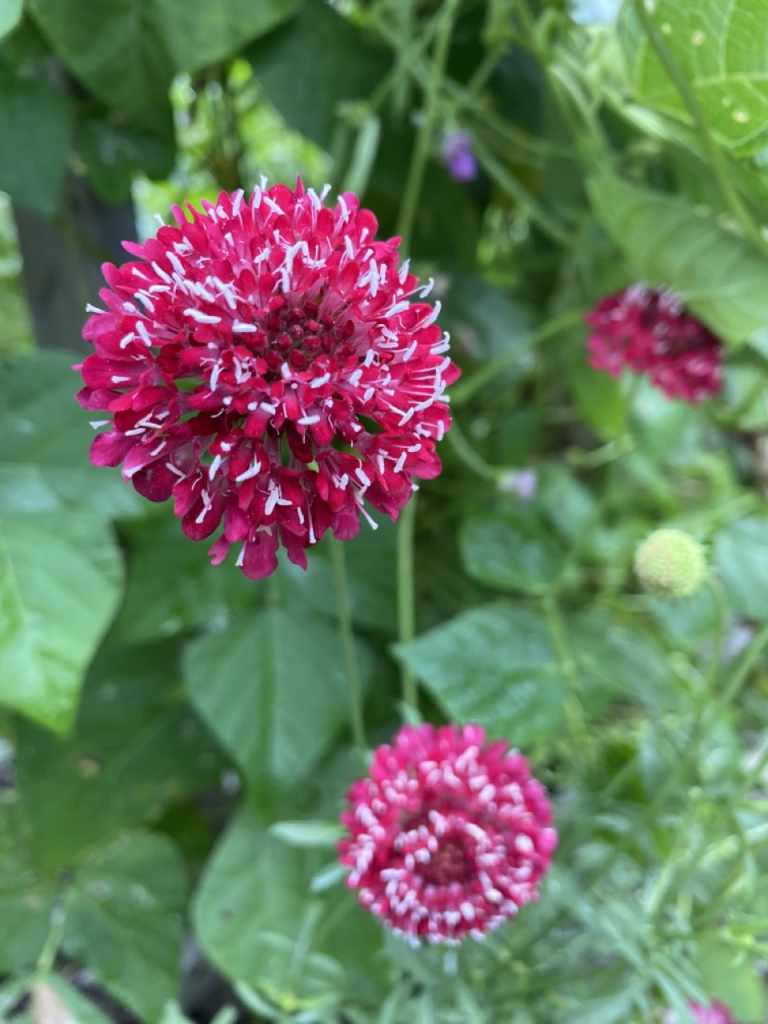 Scabiosa