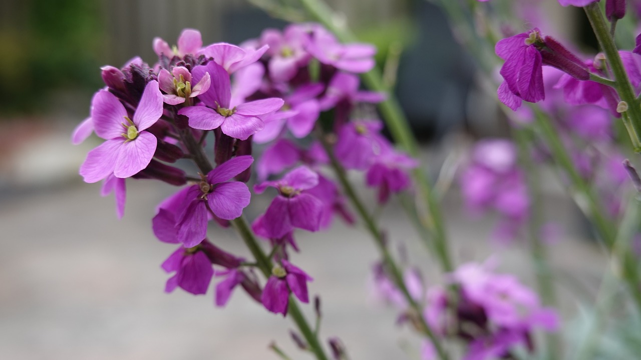 Stock flowers