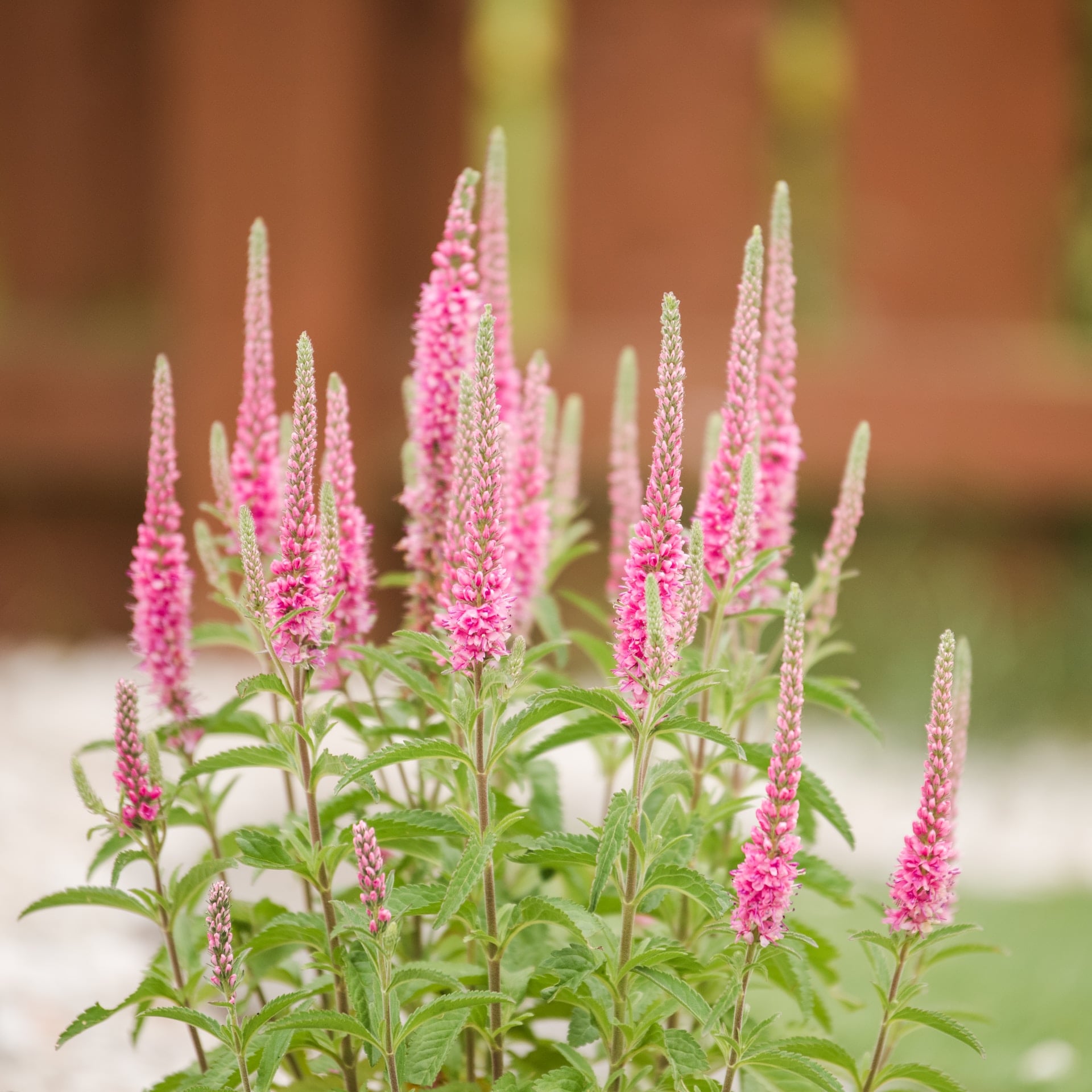 Veronica flowers