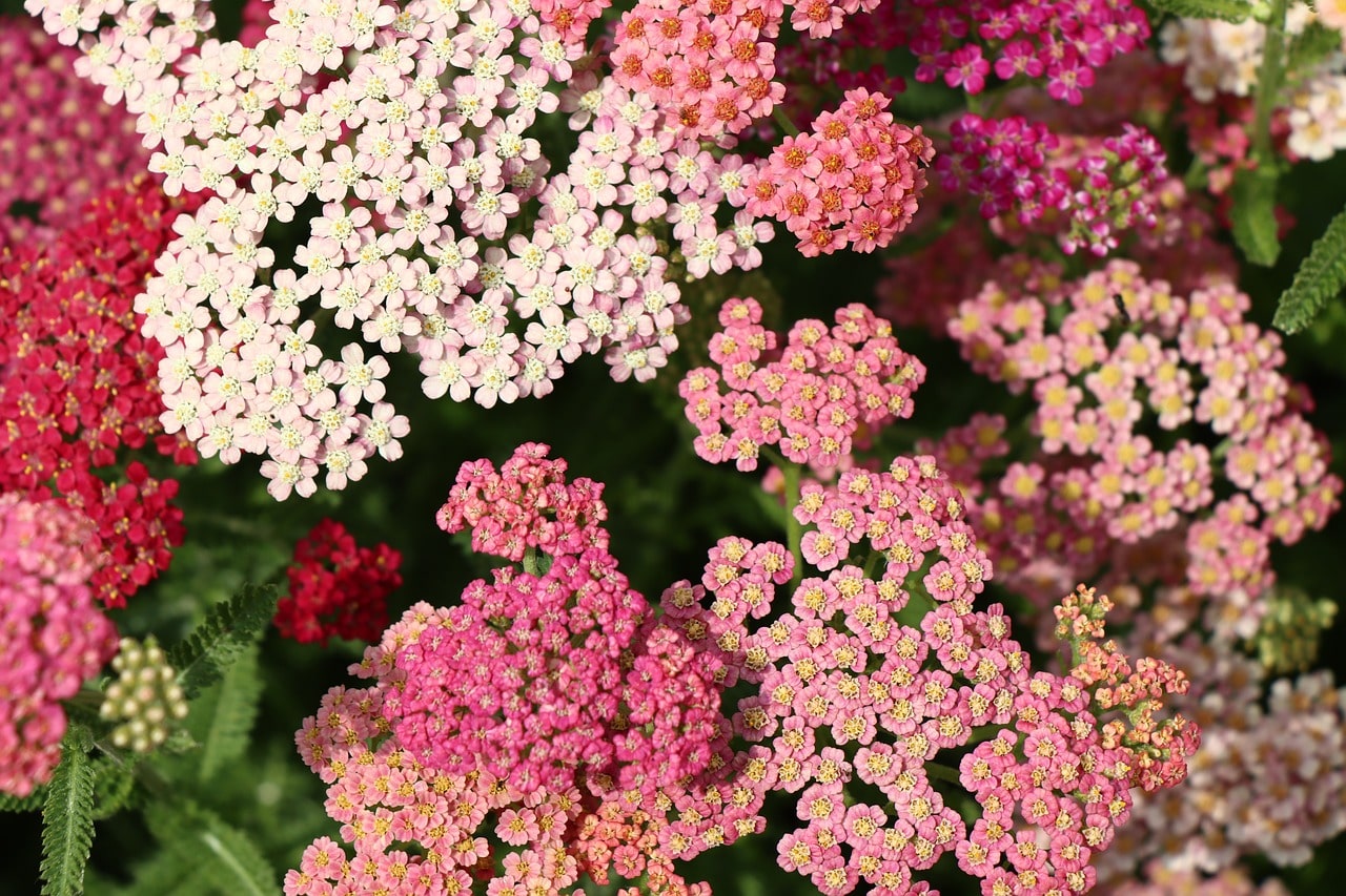 Yarrow flowers