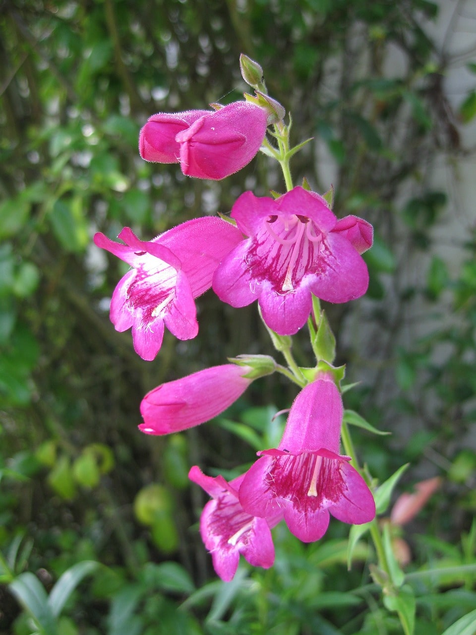 Penstemon flowers