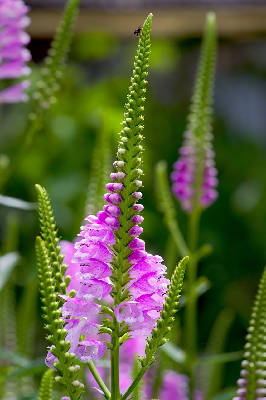 Physostegia flowers