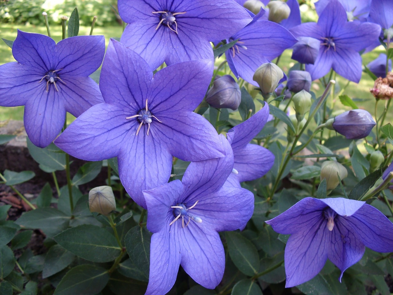 Platycodon flowers