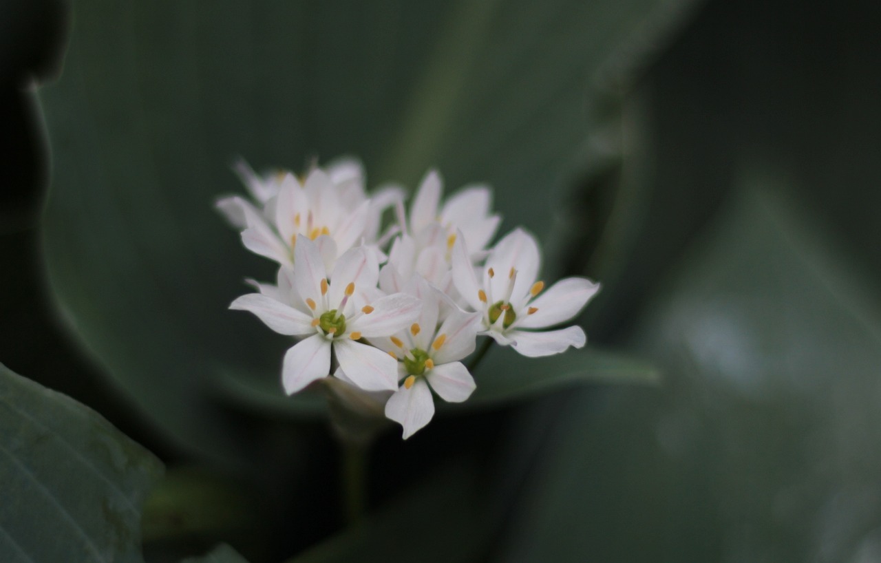 Triteleia flowers