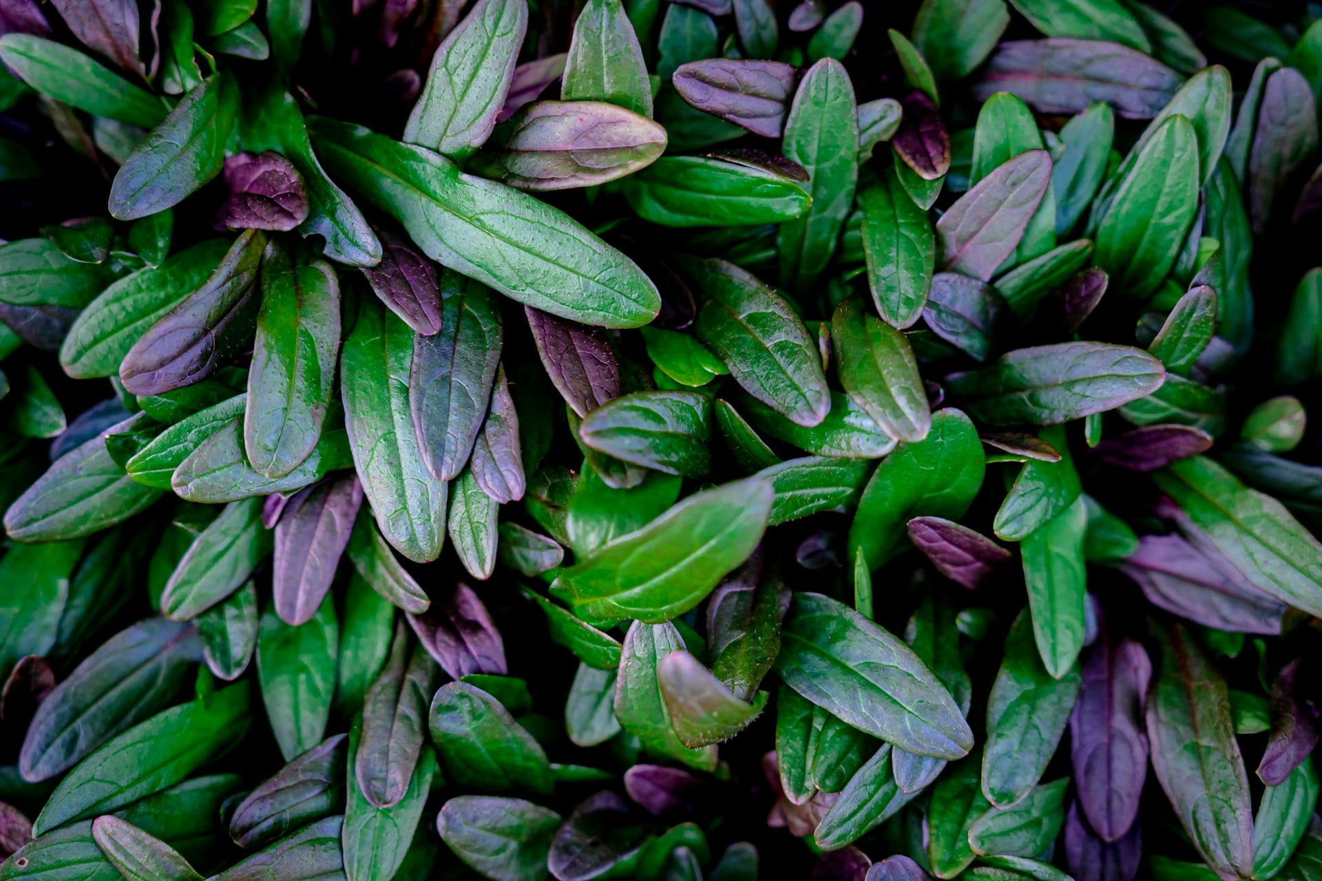 Ajuga leaves